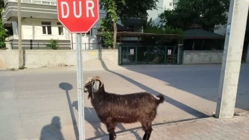 Beyşehir'de keçiler firarda!