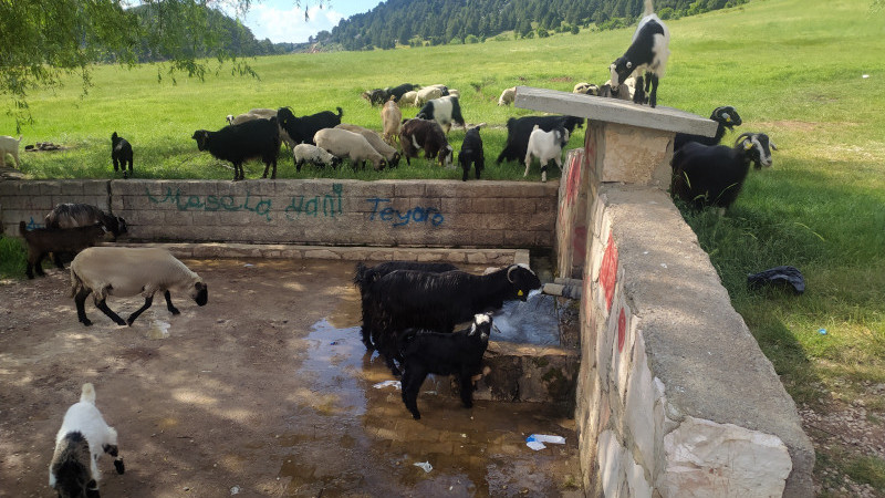 Keçi bu! Çeşmeden içer su...