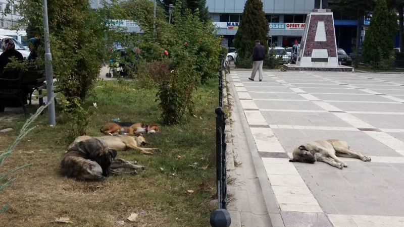 Başıboş Köpekleri İlçeye Bırakan Şahsa Suçüstü Yakalama ve 86 Bin TL Ceza