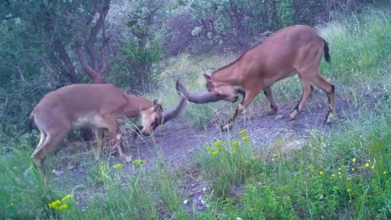 Belgesel tadında gerilim! Keçilerin hakimiyet savaşı kamerada