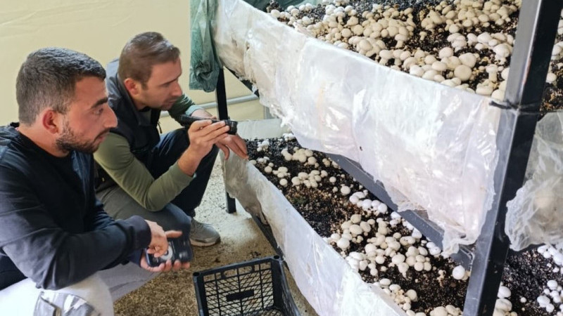 Beyşehir, Kültür Mantarı Üretiminde Önemli Merkez Oluyor