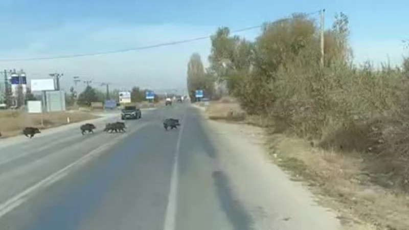 Kara yoluna çıkan yaban domuzu sürüsü görüntülendi