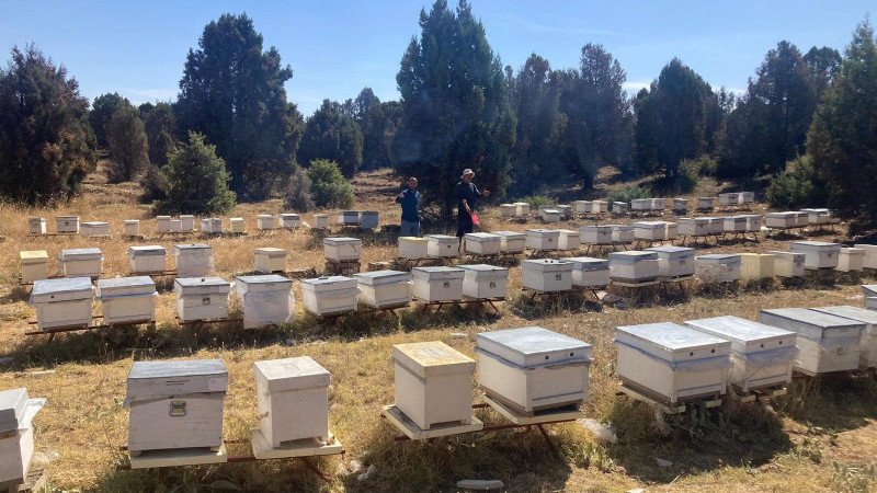 Beyşehir'de arılı kovan sayımları sürüyor