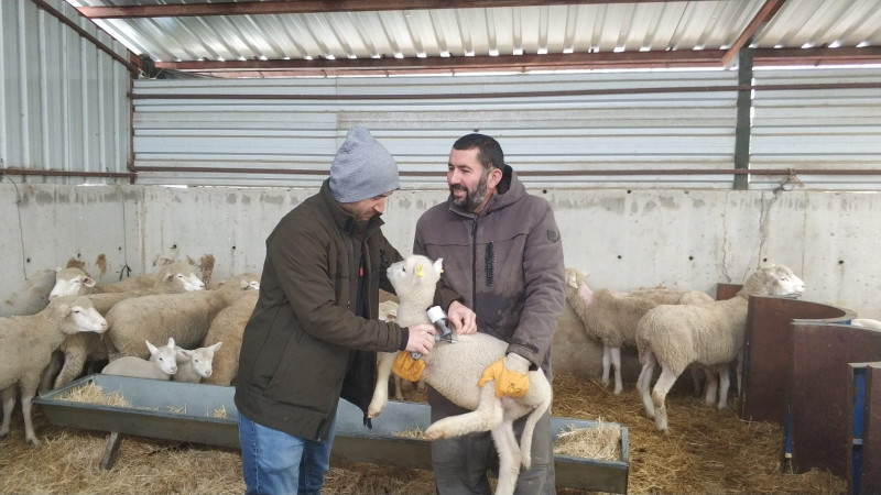 Küçükbaş hayvanlarda kimliklendirme ve sağlık taraması faaliyetleri sürüyor