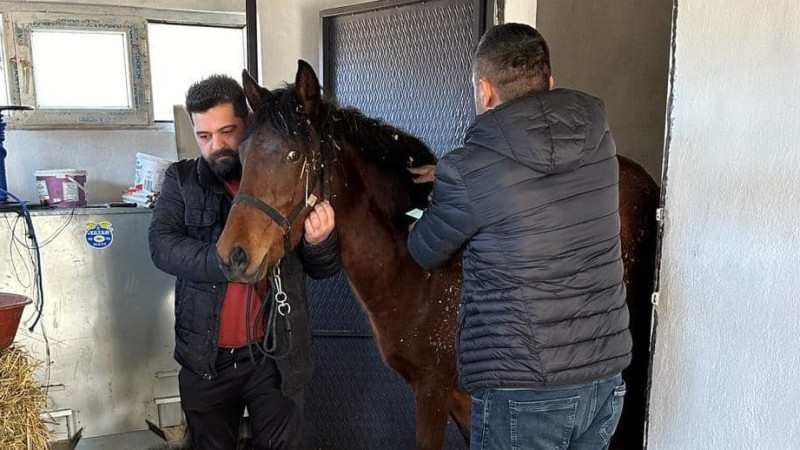 Rahvan atlara sağlık taraması