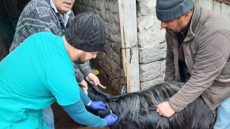 Beyşehir'de hayvan hastalıklarıyla mücadele çalışmaları sürüyor