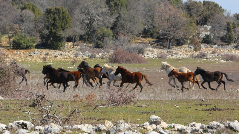 At izinde doğa yürüyüşü yaptılar