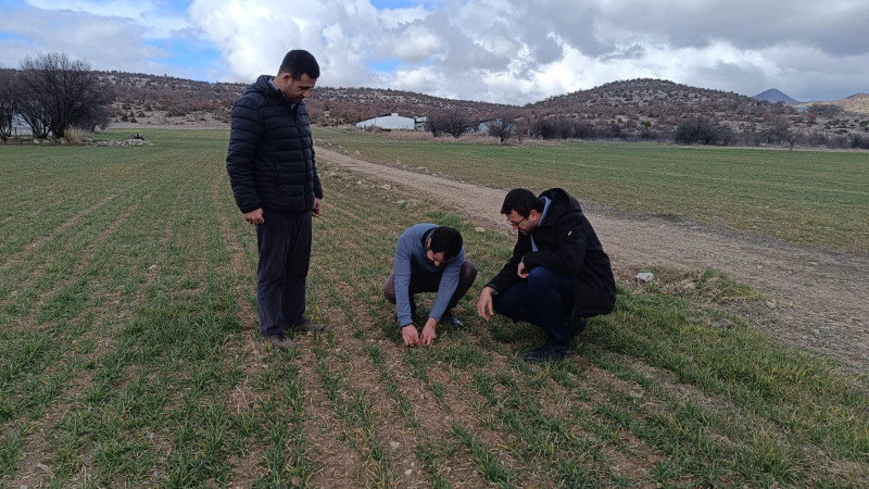 Beyşehir'in ekili alanlarında ürünlerin gelişimi takip altında