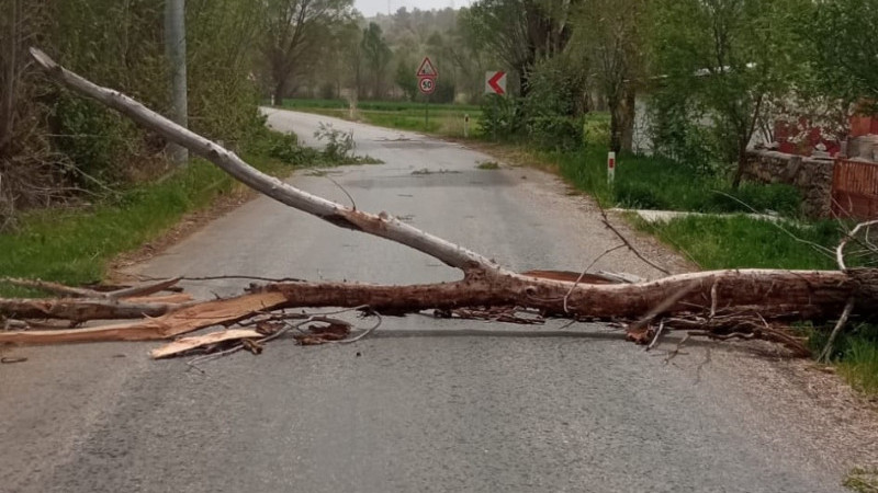 Beyşehir'de şiddetli fırtına etkili oluyor, devrilen ağaç yolu kapattı