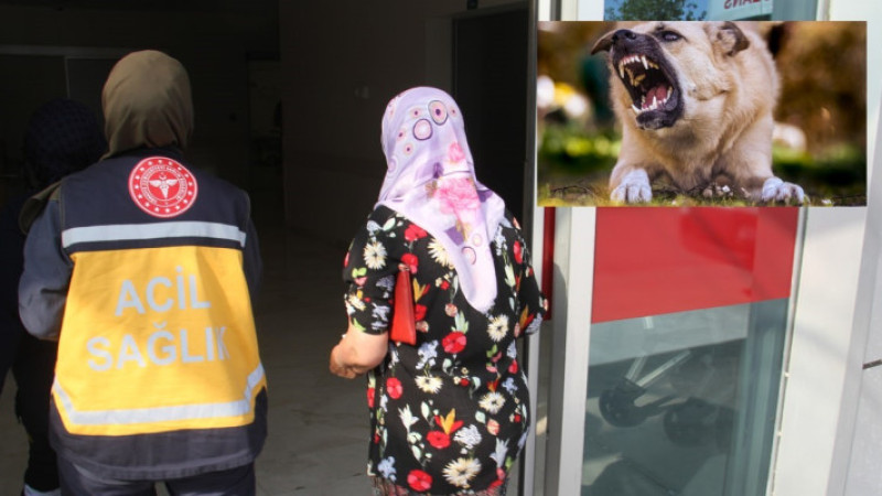 Köpek saldırısına uğrayan kadın yaralandı