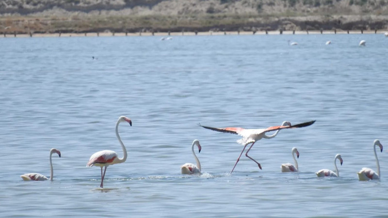 Beyşehir Gölü’nde de görülen “flamingolar”ın görsellerini paylaştılar