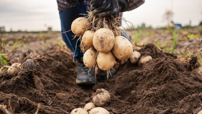 Patates üreticisi çiftçilere ödeme müjdesi