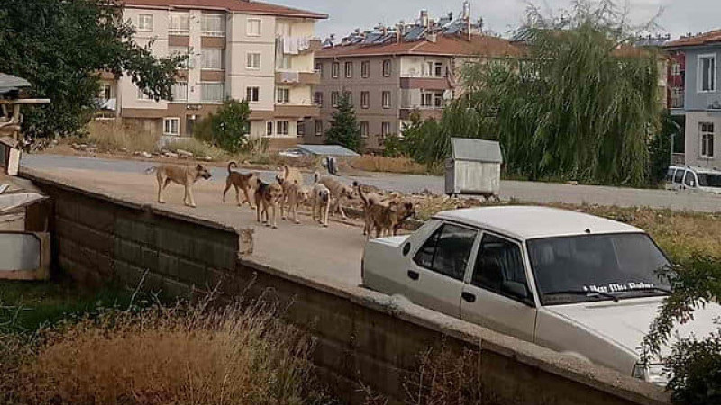 Beyşehir Belediyesi hayvan barınağı için harekete geçti