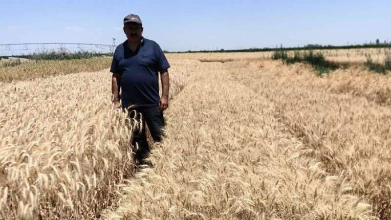  Kavurucu sıcaklar buğday tarlalarında olgunlaşmayı hızlandırdı