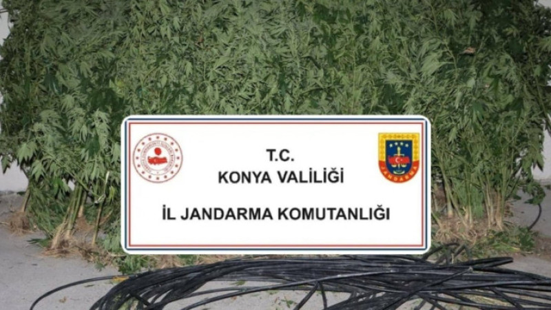 Jandarmadan üç ilçede uyuşturucu operasyonu!