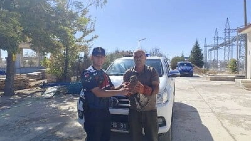 Kazılan çukurda mahsur kalan kartal kurtarıldı