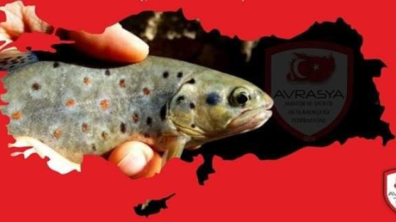 Akarsularda doğal alabalık avı yasağı başladı