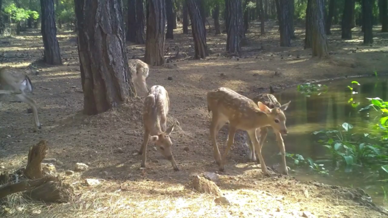 Alageyik Üretme İstasyonunda Doğal Yaşamın Nadir Anları